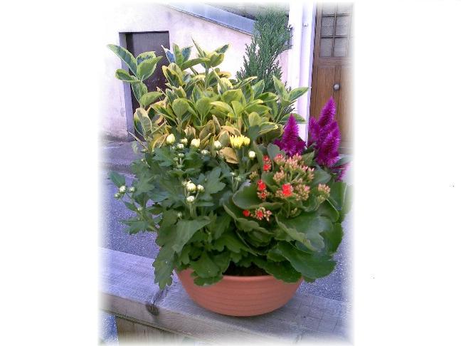 Livraison fleurs deuil - Coupe de plantes C